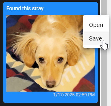 A screenshot of a dog lying on a blanket Description automatically generated A screenshot of a dog lying on a blanket Description automatically generated